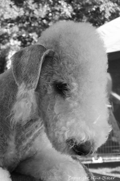 Alanna OG Dorsten-1 - Kopie.jpg